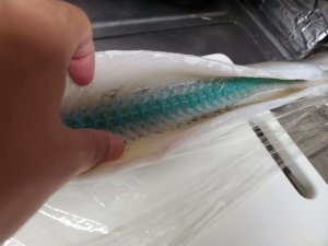 海釣りで釣れる魚 難易度別一覧 外道 毒魚も含めて写真あり 食味や時期も記載 Rib Ertas