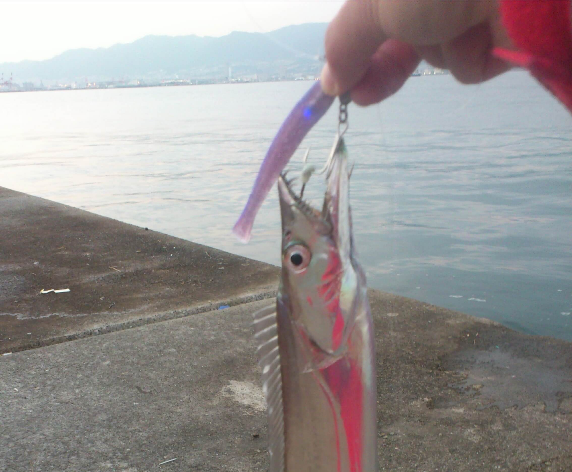 海釣りで釣れる魚 難易度別一覧 外道 毒魚も含めて写真あり 食味や時期も記載 Rib Ertas